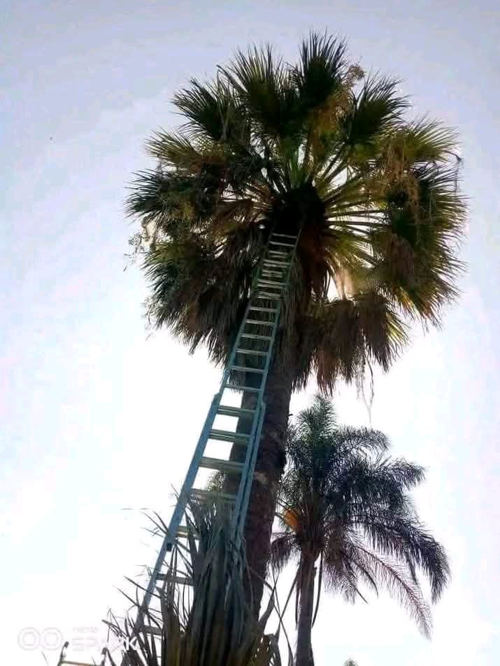 Arborist services in Roodepoort